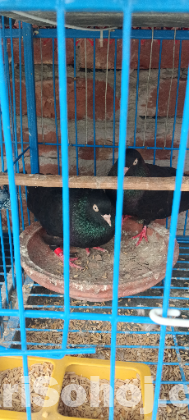 ময়না জাক কবুতর